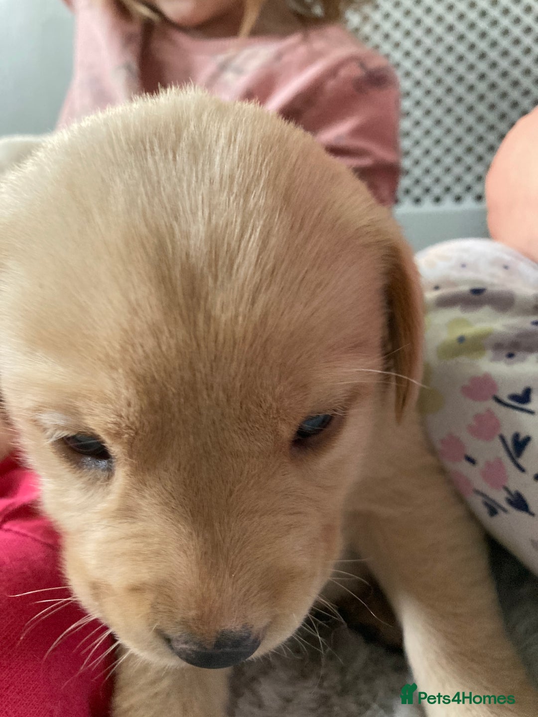 Labrador Retriever dogs for sale: 3 Color KC Labrador retriever 29. 11.2025 - Advert 16