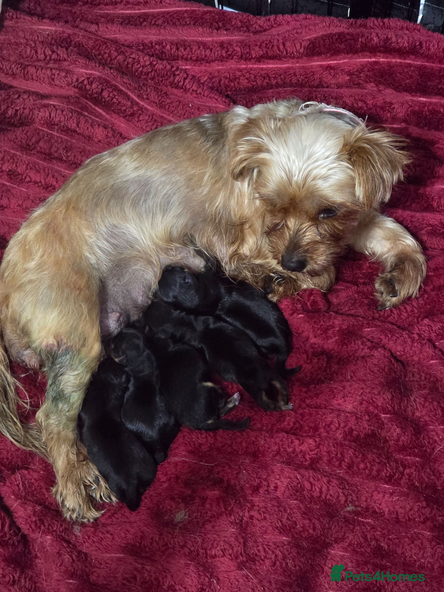 Yorkshire Terrier dogs 4 amazing yorkies 2 girls 2 boys  - Advert 4