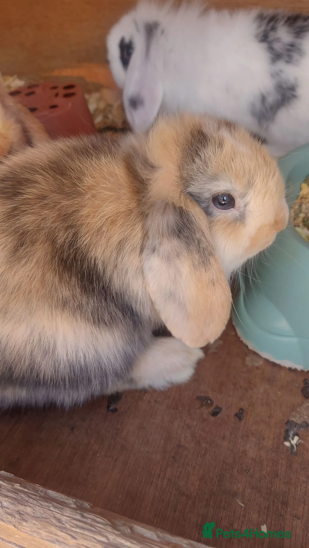 Mini Lop rabbits for sale: Swiss mini lops - Advert 3
