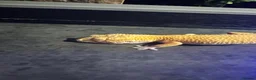 Leopard Gecko reptiles for sale: Leopard Gecko Female & Full vivarium set up - Advert 4