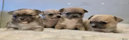 Chihuahua dogs for sale: Bramerita show champion line Chihuahua puppies  - Advert 7