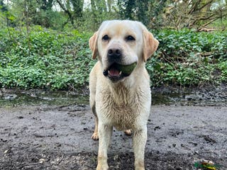 Labrador Retriever dogs Fully health tested yellow Labrador FOR STUD in Leyland - Advert 3