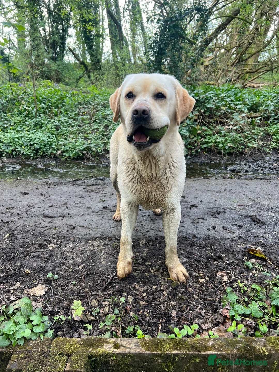 Labrador Retriever dogs for stud: Fully health tested yellow Labrador FOR STUD  in Leyland - Advert 1