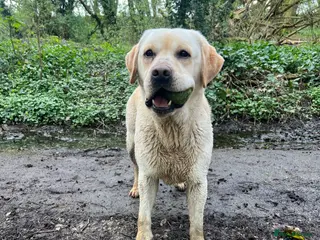 Labrador Retriever dogs Fully health tested yellow Labrador FOR STUD in Leyland - Advert 7