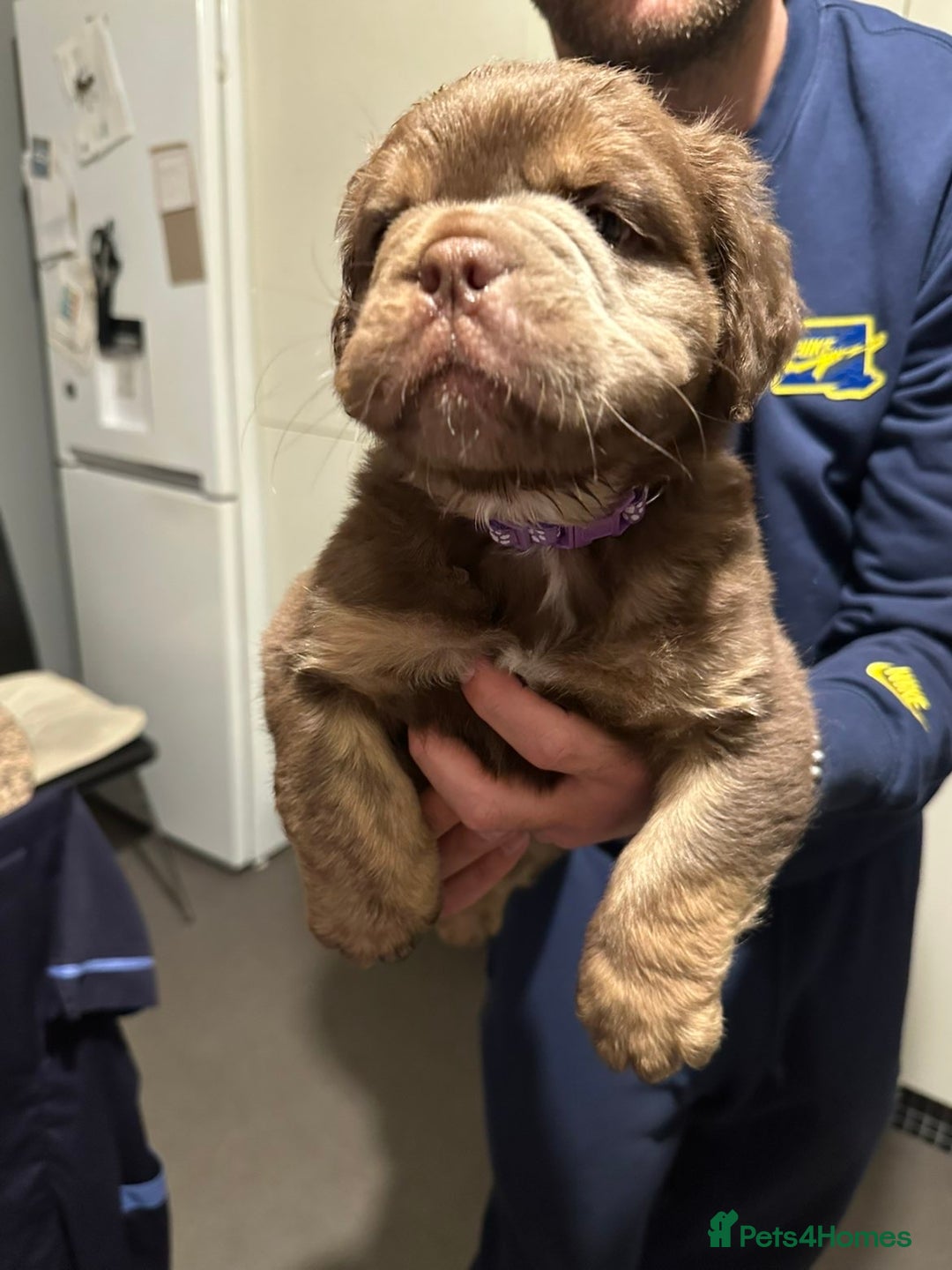 Mixed Breed dogs for sale: FLUFFY OLD TYME ENGLISH BULLDOG  - Advert 15