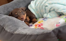 Miniature Dachshund dogs for sale: Mini Dachshund Puppy for Sale  - Image 1