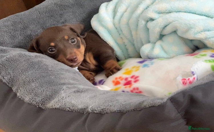 Miniature Dachshund dogs - Advert 1