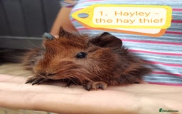 Guinea Pig rodents for sale: Abyssinian female guinea pigs for sale  - Image 10