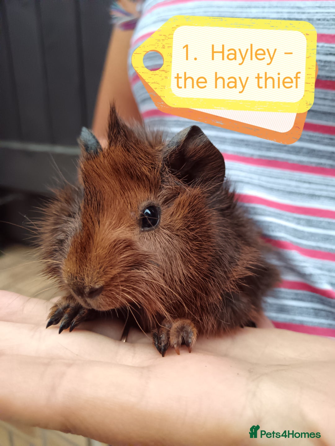 Guinea Pig rodents for sale: Abyssinian female guinea pigs for sale  - Image 10
