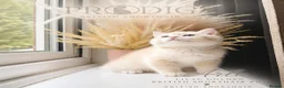 British Shorthair cats for sale: Exceptional Rare GCCF Golden BSH Kittens - Advert 4