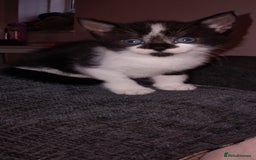 Mixed Breed cats for sale: 3 Kittens for Sale  - Image 8