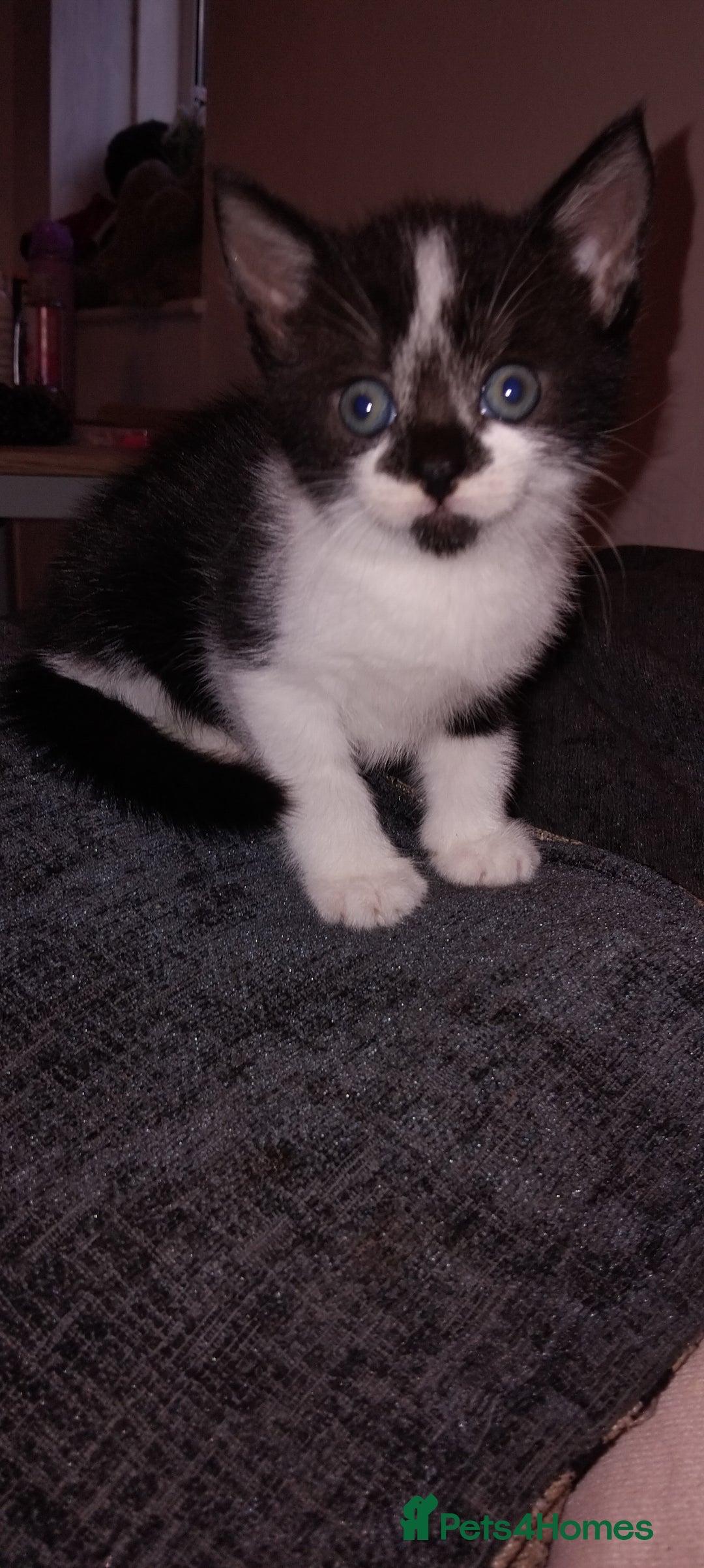 Mixed Breed cats for sale: 3 Kittens for Sale  - Image 8