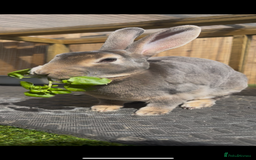 Rex rabbits for sale: 2 y/o Lavender - Image 8