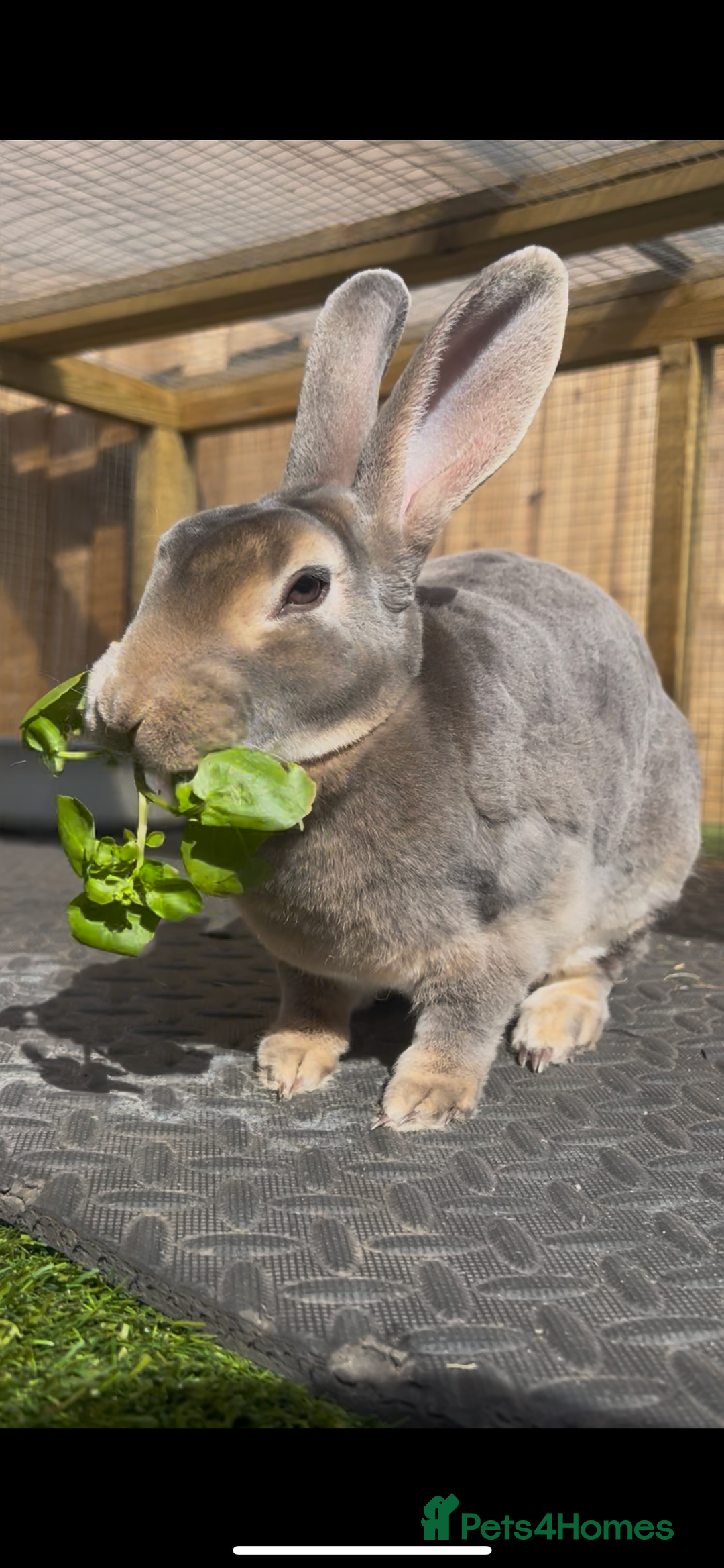 Rex rabbits for sale: 2 y/o Lavender - Image 8