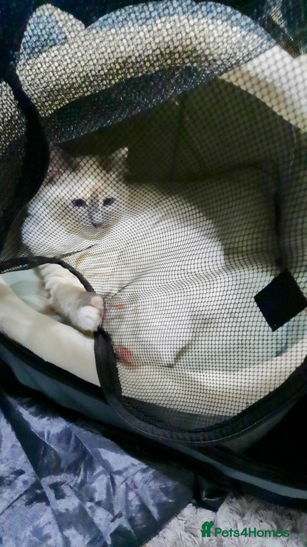 Ragdoll cats for sale:  Ragdoll Tortie - Advert 3