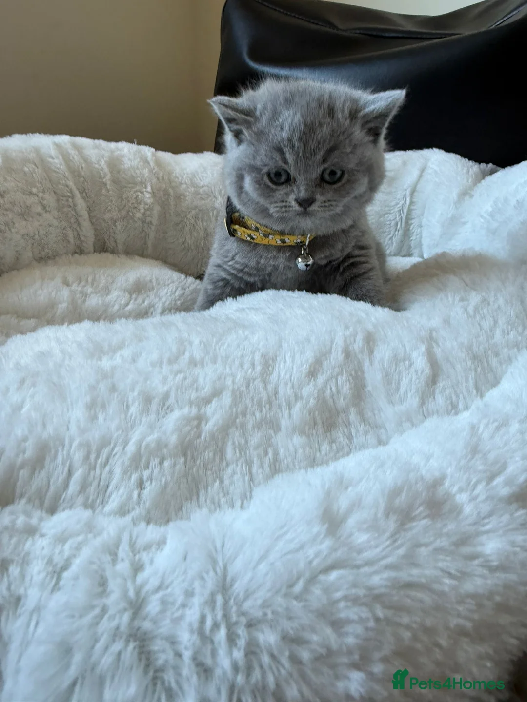 British Shorthair cats for sale: 2 British shorhair girls available  - Advert 33