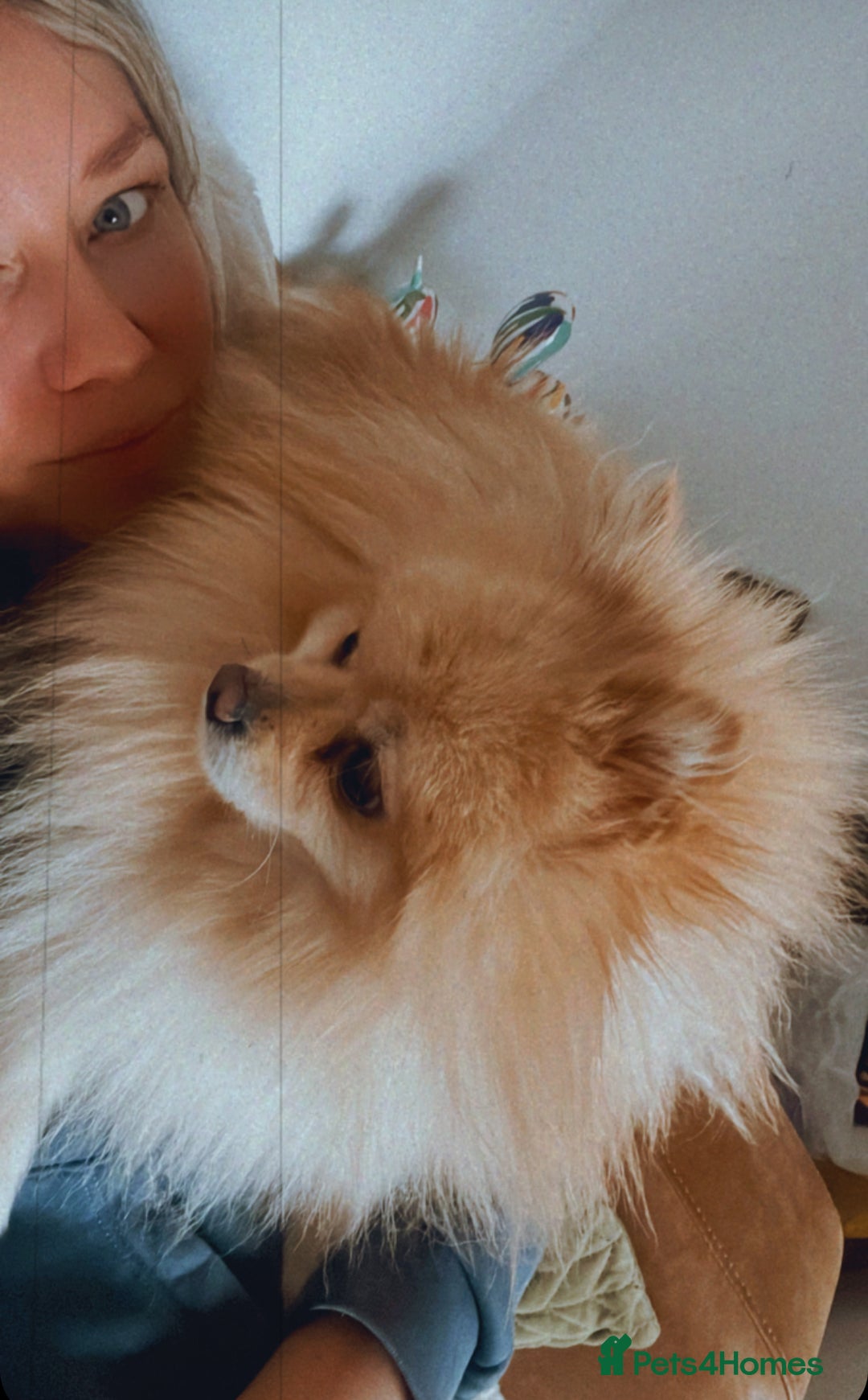 Pomeranian dogs for stud: Teddy cream KC register Pomeranian  - Advert 9