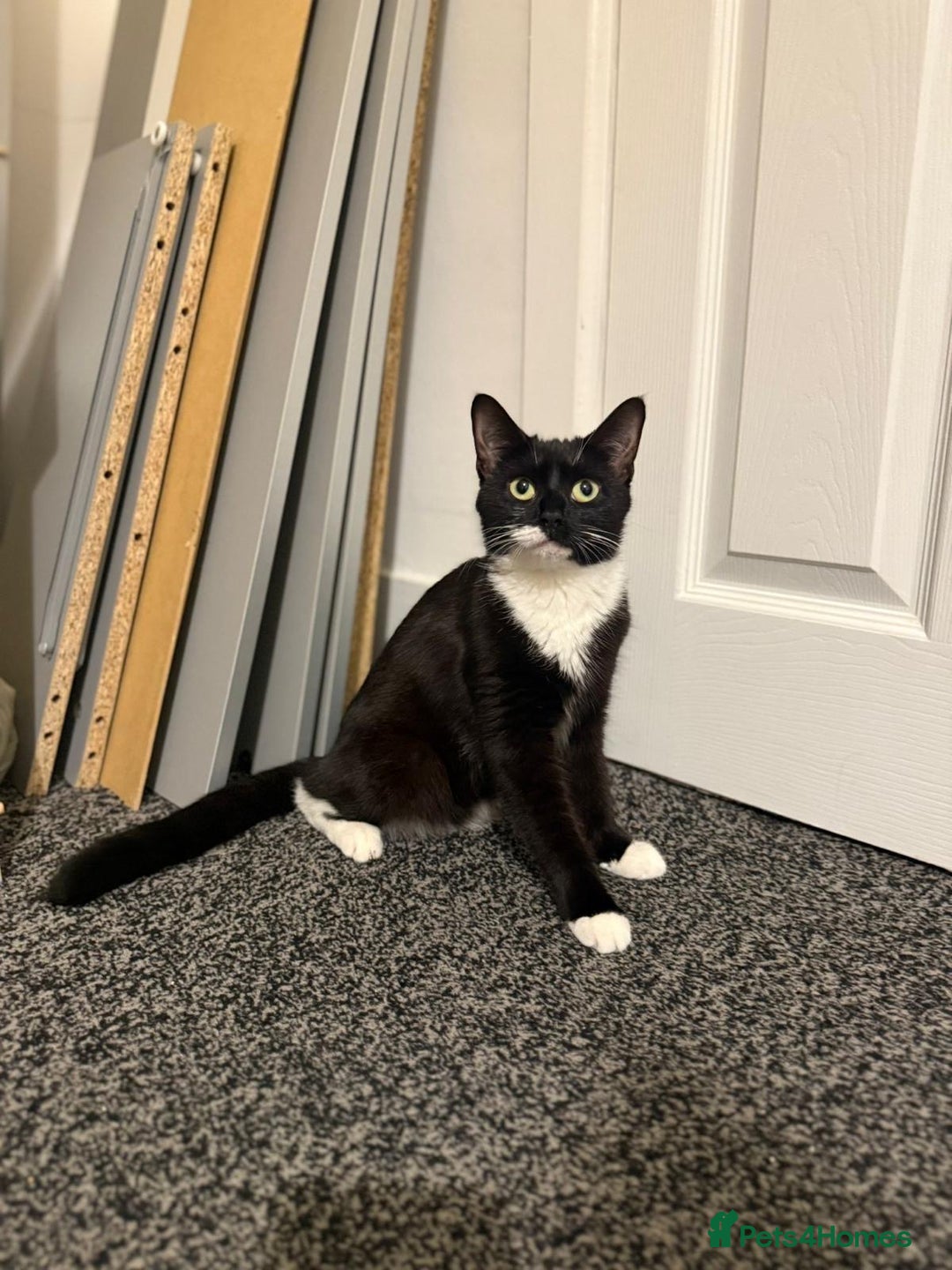 Mixed Breed cats for adoption: Young and friendly rescue, luna needs new home - Advert 2