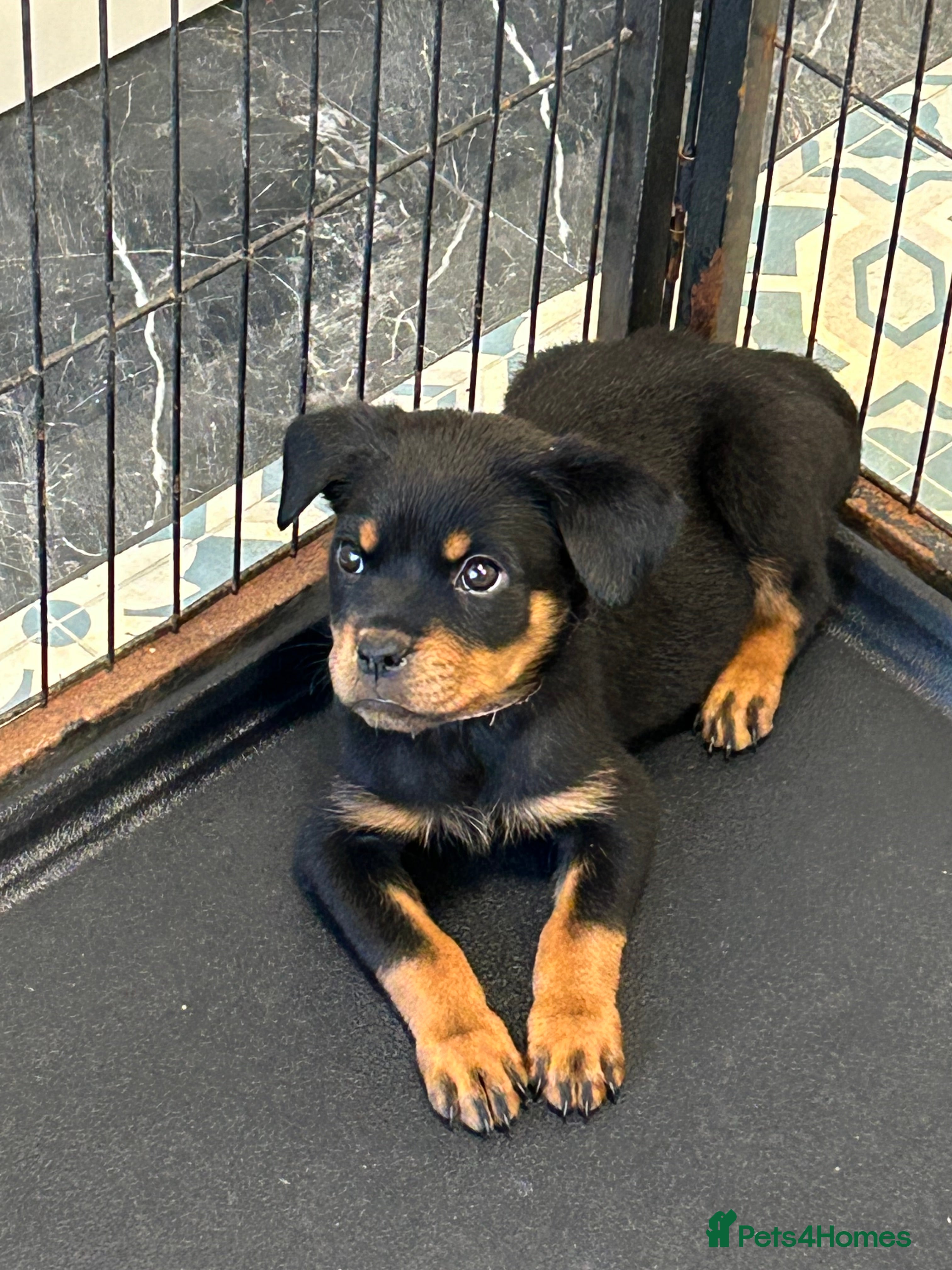 Rottweiler dogs Champion  bloodline Rottwiler Puppies  - Advert 4