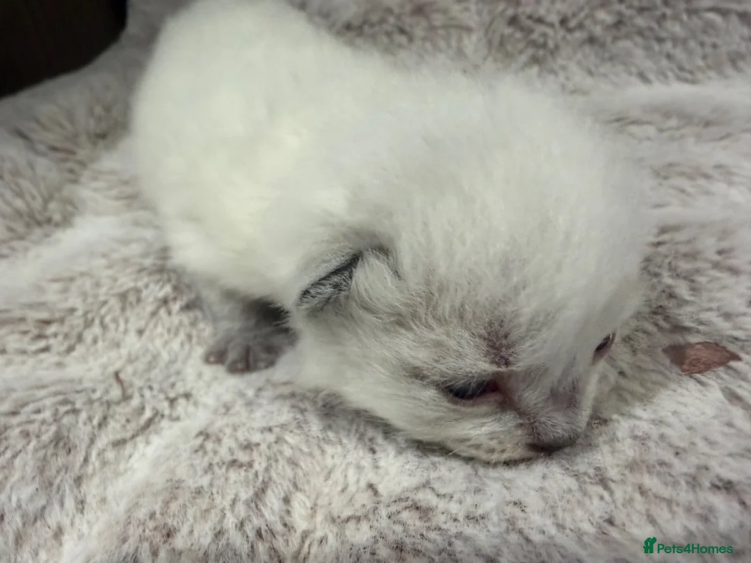 Scottish Fold cats for sale: ✨ Beautiful Scottish Straight Kitten  ✨ - Advert 2