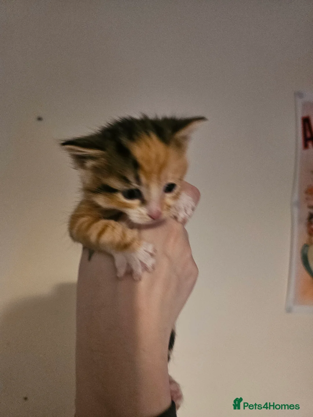 Mixed Breed cats for sale: Tabby x maincoon mix kittens - Advert 4