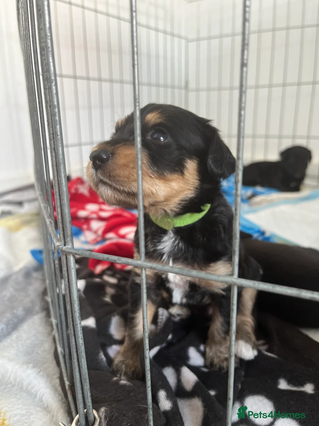 Cockapoo dogs for stud: Cockapoo Stud Dog (PROVEN) in Maidstone - Advert 17