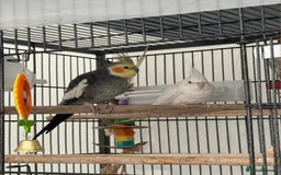 Cockatiels birds for sale: Pair of Beautiful Cockatiels for Sale - Image 3