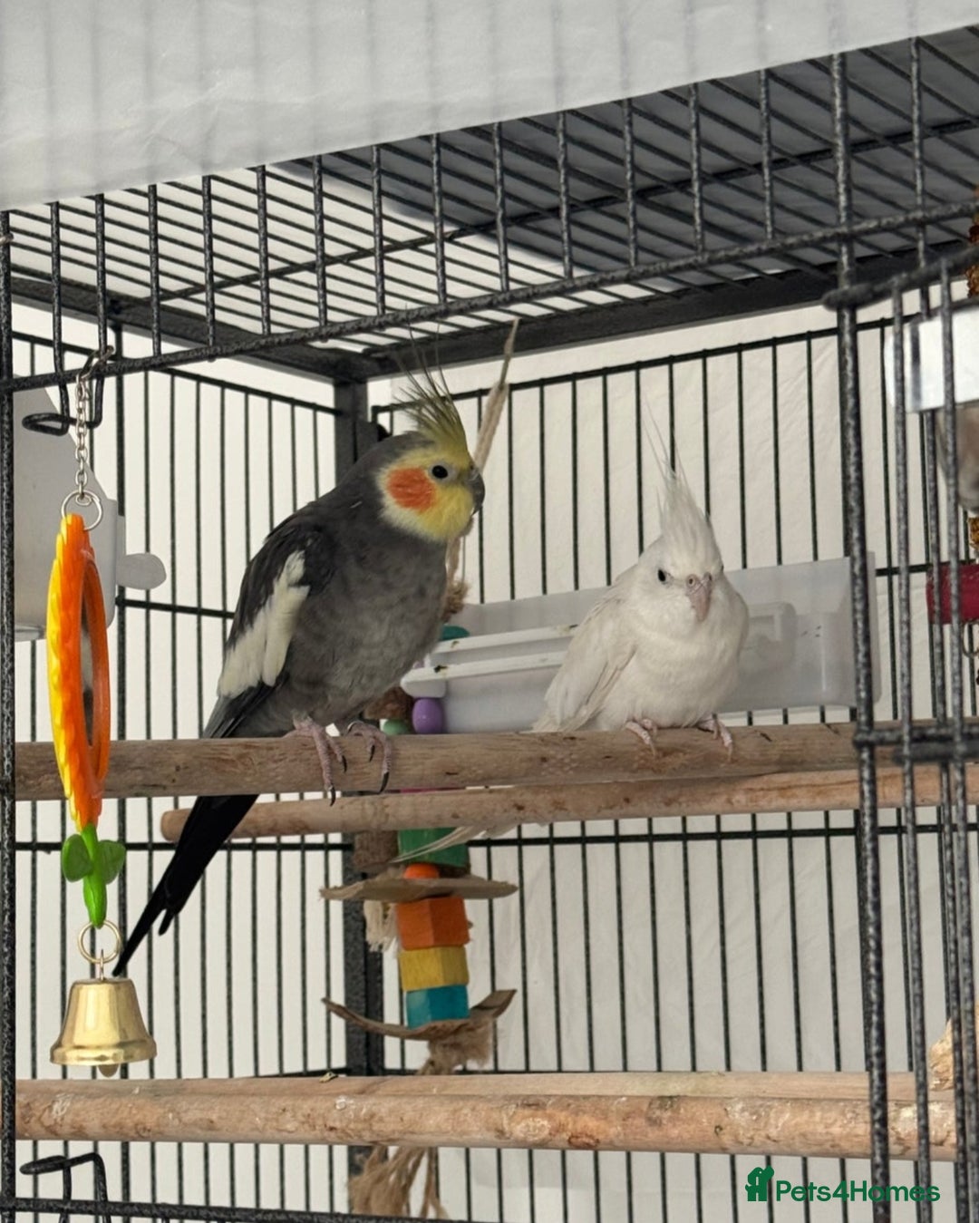 Cockatiels birds for sale: Pair of Beautiful Cockatiels for Sale - Image 3