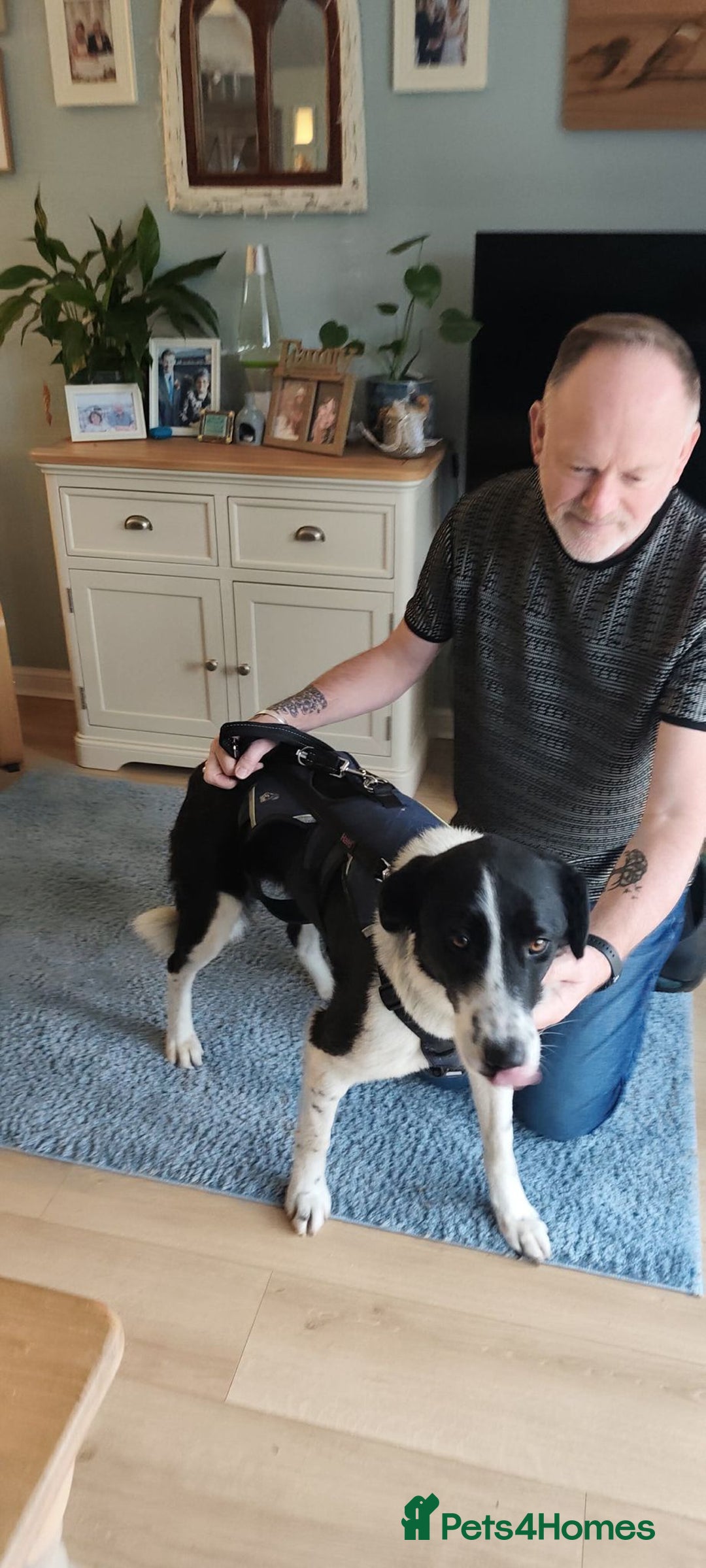 Mixed Breed dogs for adoption: 🐾 Meet Nala 🐾 - a loyal girl - for a Loving Home - Advert 8