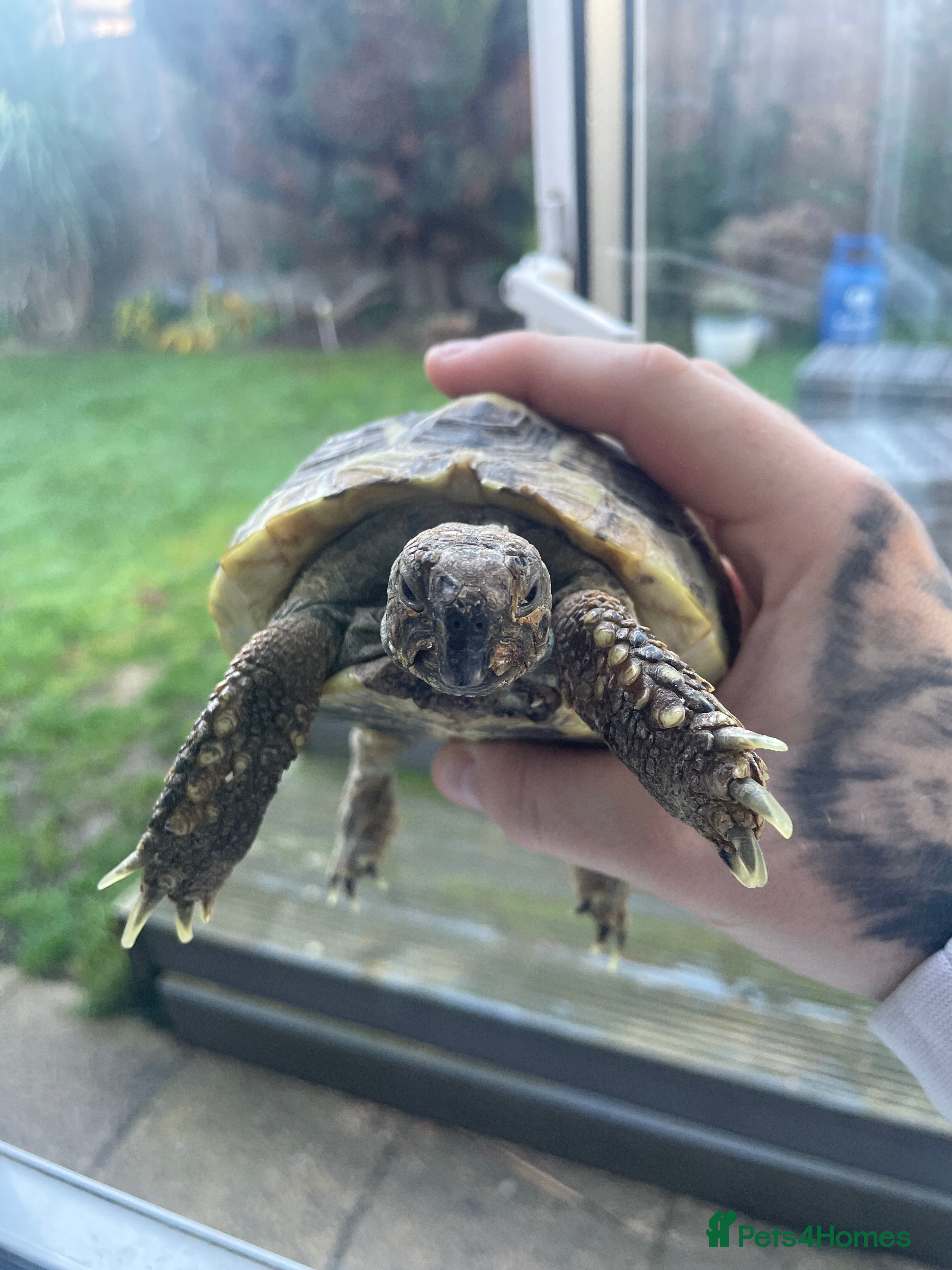 Hermann Tortoise reptiles Hermann Tortoise - Advert 2