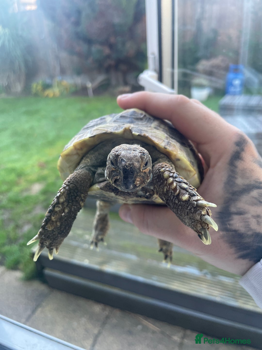 Hermann Tortoise reptiles for sale: Hermann Tortoise - Advert 1