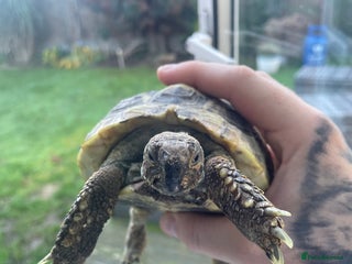 Hermann Tortoise reptiles Hermann Tortoise - Advert 1