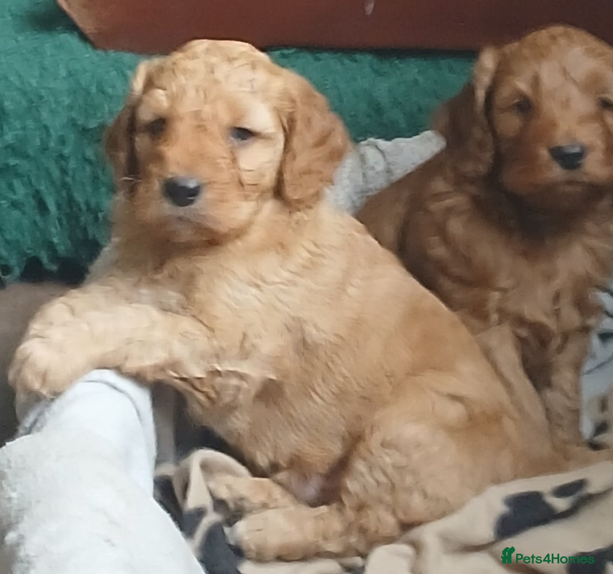 Cockapoo dogs F2 Cockapoos  - Advert 1