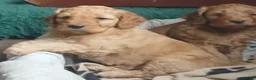 Cockapoo dogs for sale: F2 Cockapoos  - Advert 10