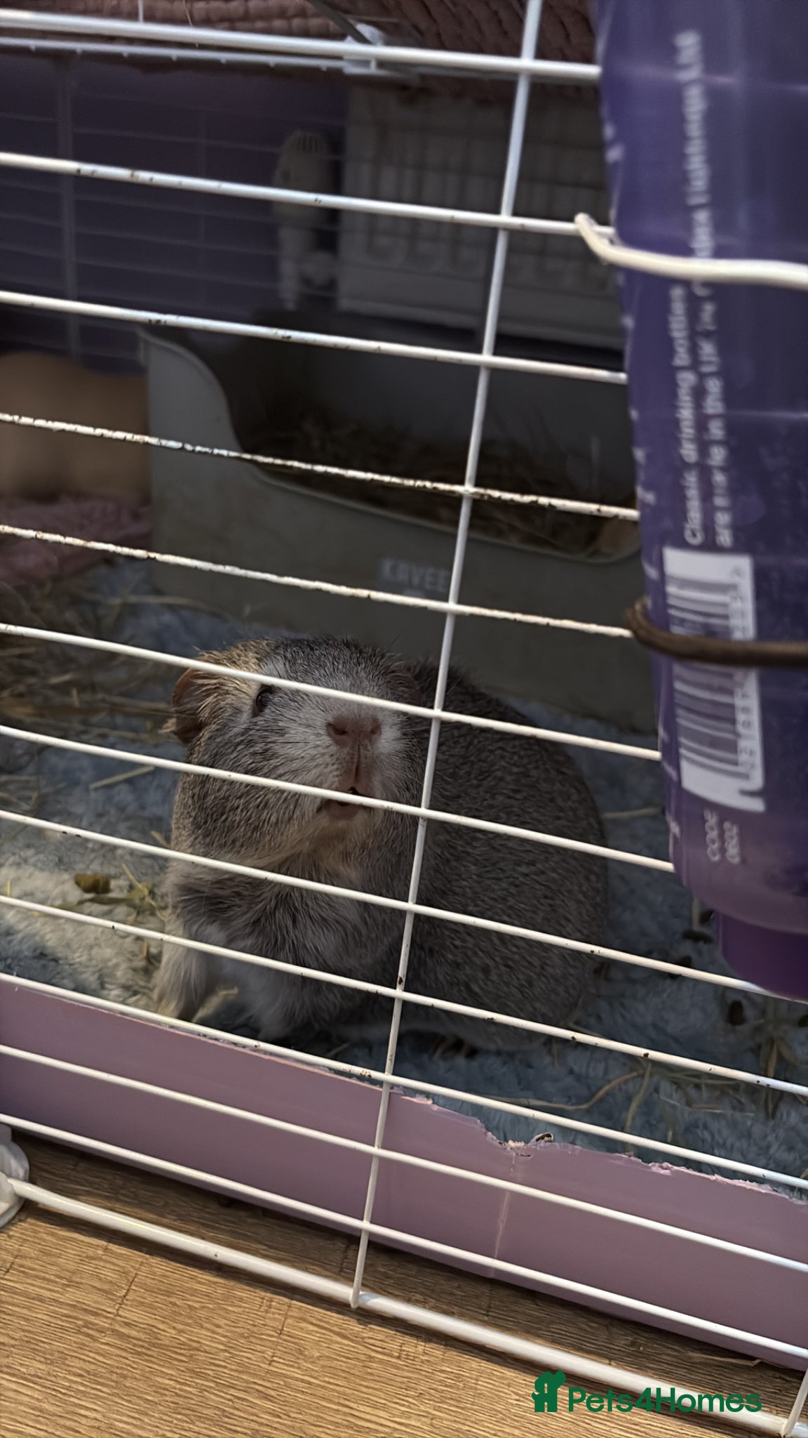 Guinea Pig rodents for sale: Beautiful girl Guniea pigs - Advert 3