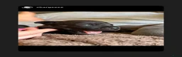 Mixed Breed dogs for sale: Staffordshire bull terrier X Cane corso puppies in Camberley - Advert 10