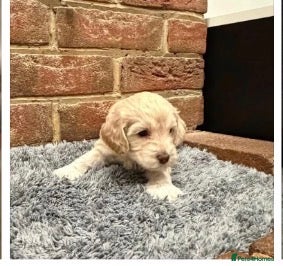 Cockapoo dogs 2 golden blonde female cockerpoo 9 weeks - Advert 16