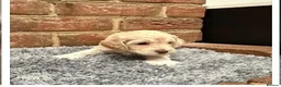 Cockapoo dogs for sale: 2 golden blonde female cockerpoo 9 weeks - Advert 2