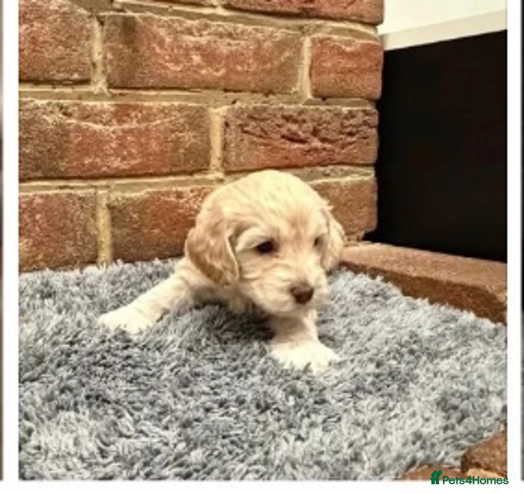 Cockapoo dogs for sale: 2 golden blonde female cockerpoo 9 weeks - Advert 2