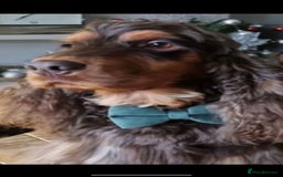 Cocker Spaniel dogs for sale: Stunning full pedigree show cocker spaniels  - Advert 6