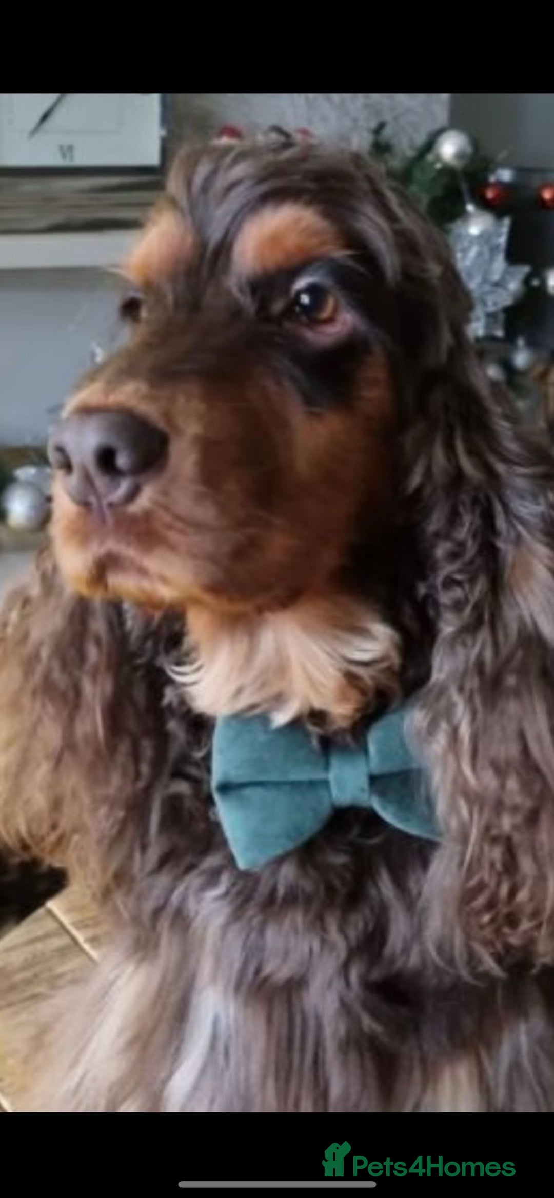 Cocker Spaniel dogs for sale: Stunning full pedigree show cocker spaniels  - Advert 6