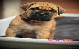 Cane Corso dogs for sale: 🐾✨PatoSquad Kennel FCI Grand Champion Puppies✨🐾 - Advert 12