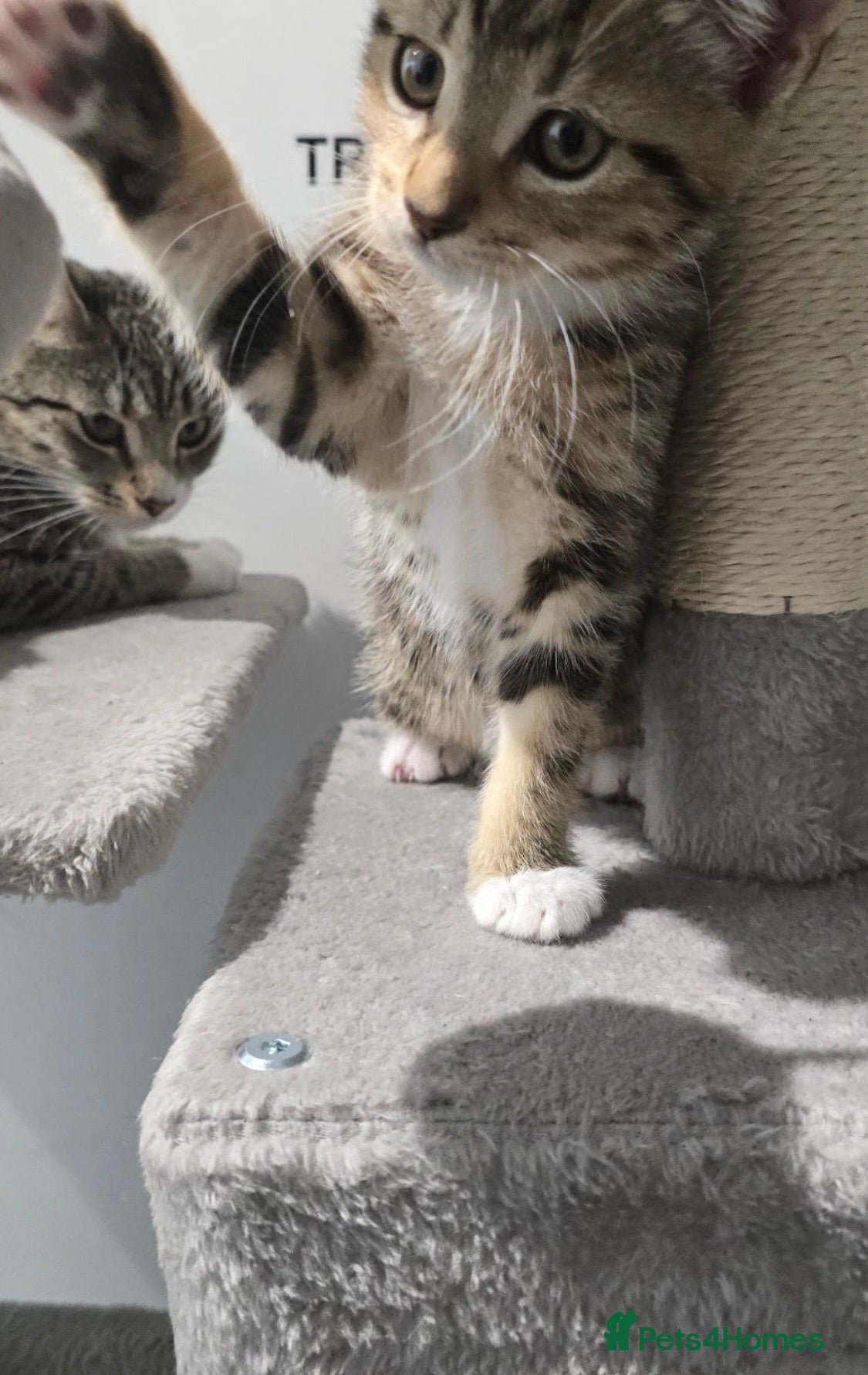 Domestic Shorthair cats Beautiful Male kitten BUENO - Advert 2
