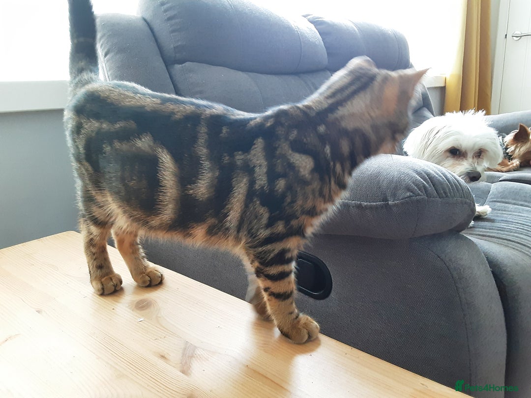 Mixed Breed cats for sale: 2 Yr old female - Advert 3