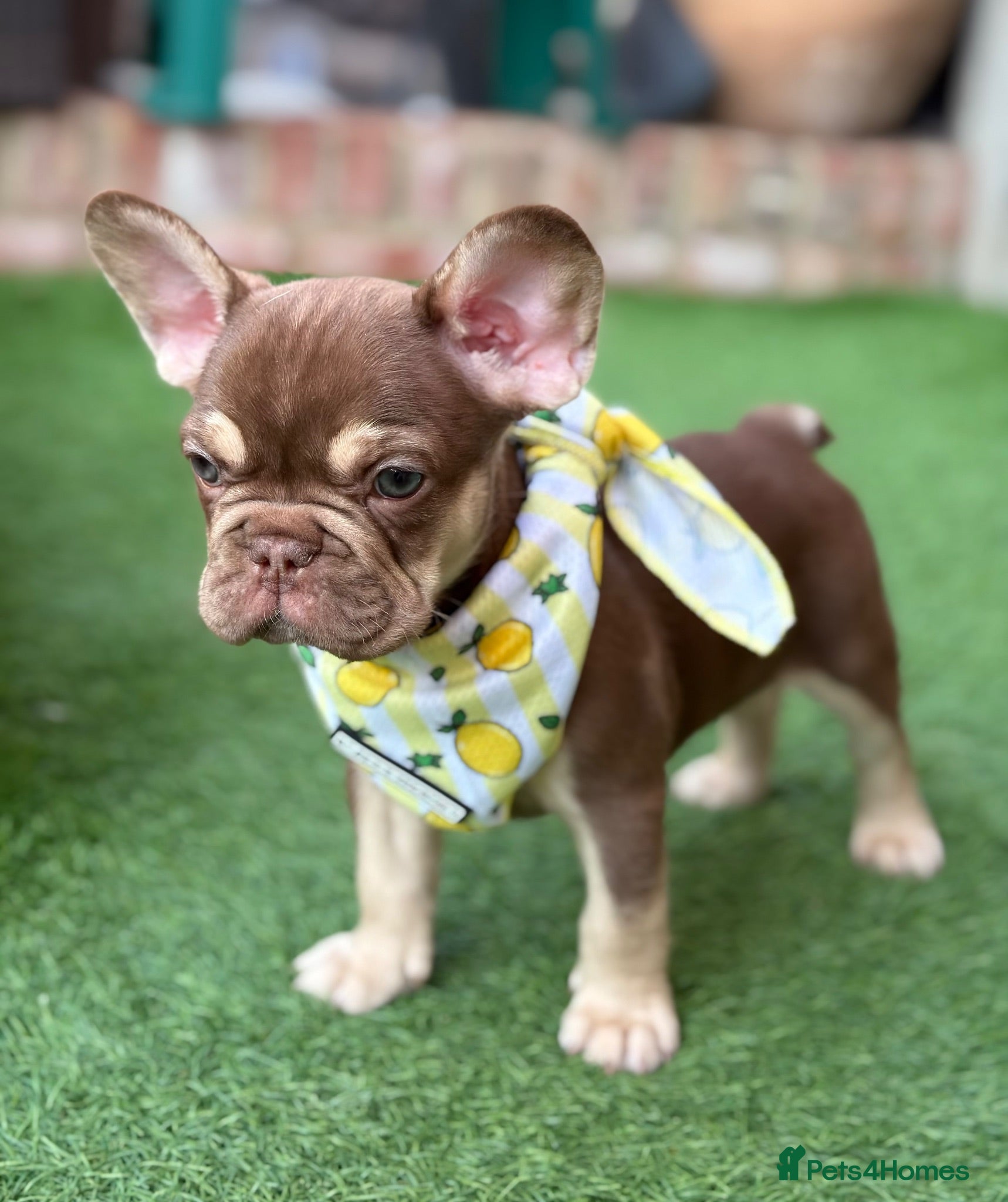 French Bulldog dogs KC French bulldog puppies highly healthed parents - Advert 1
