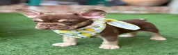 French Bulldog dogs for sale: KC French bulldog puppies highly healthed parents - Advert 6