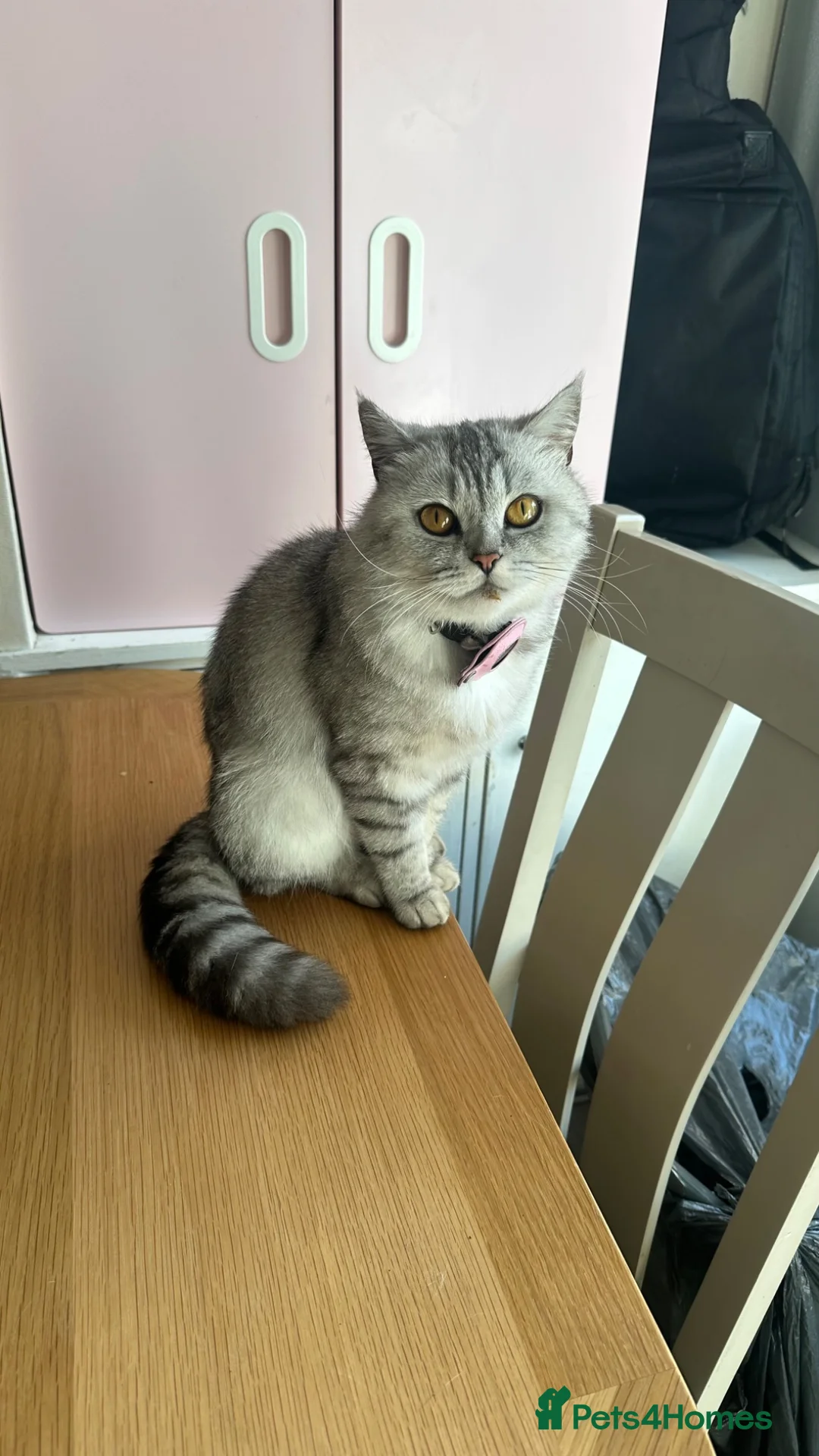 British Shorthair cats for sale: Miss Stormie  in Birmingham - Advert 1