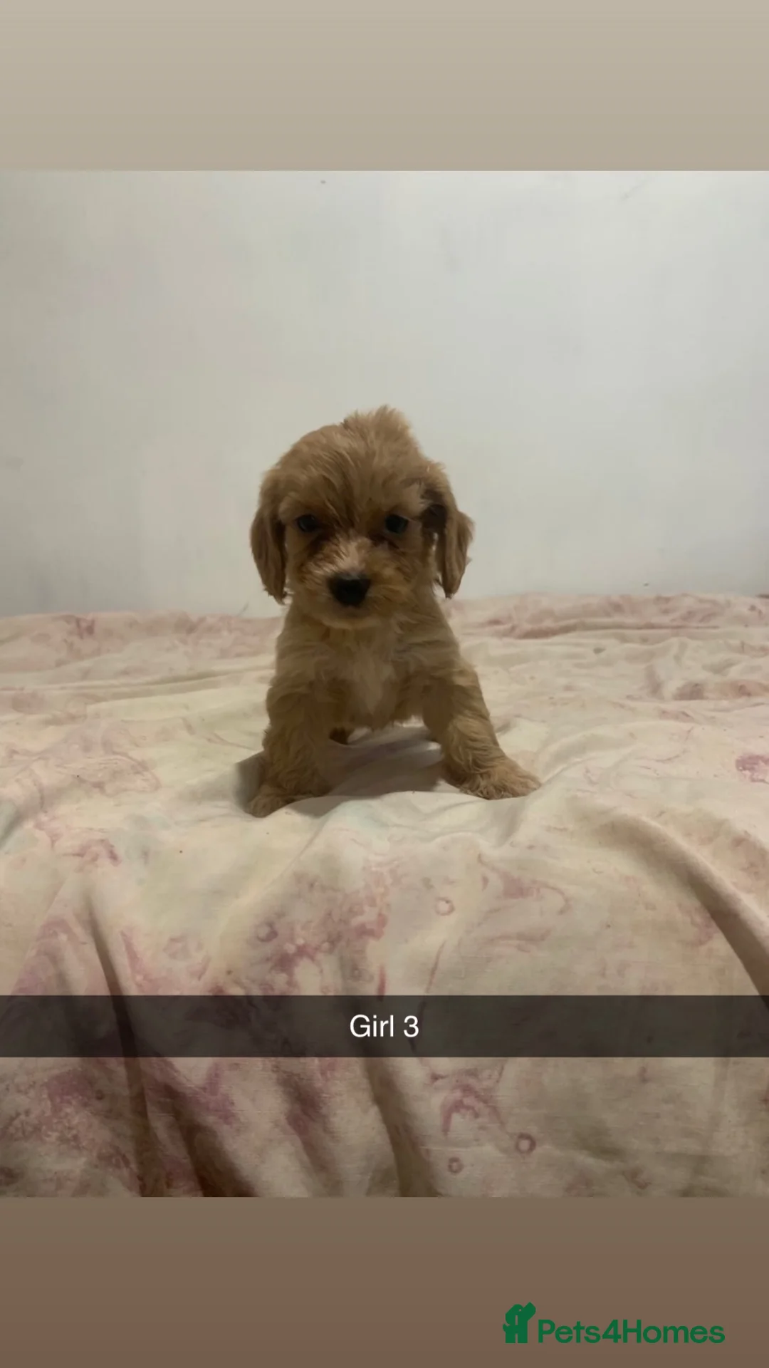 Mixed Breed dogs for sale: Cocker spaniel x Yorkshire terrier pups  - Advert 13