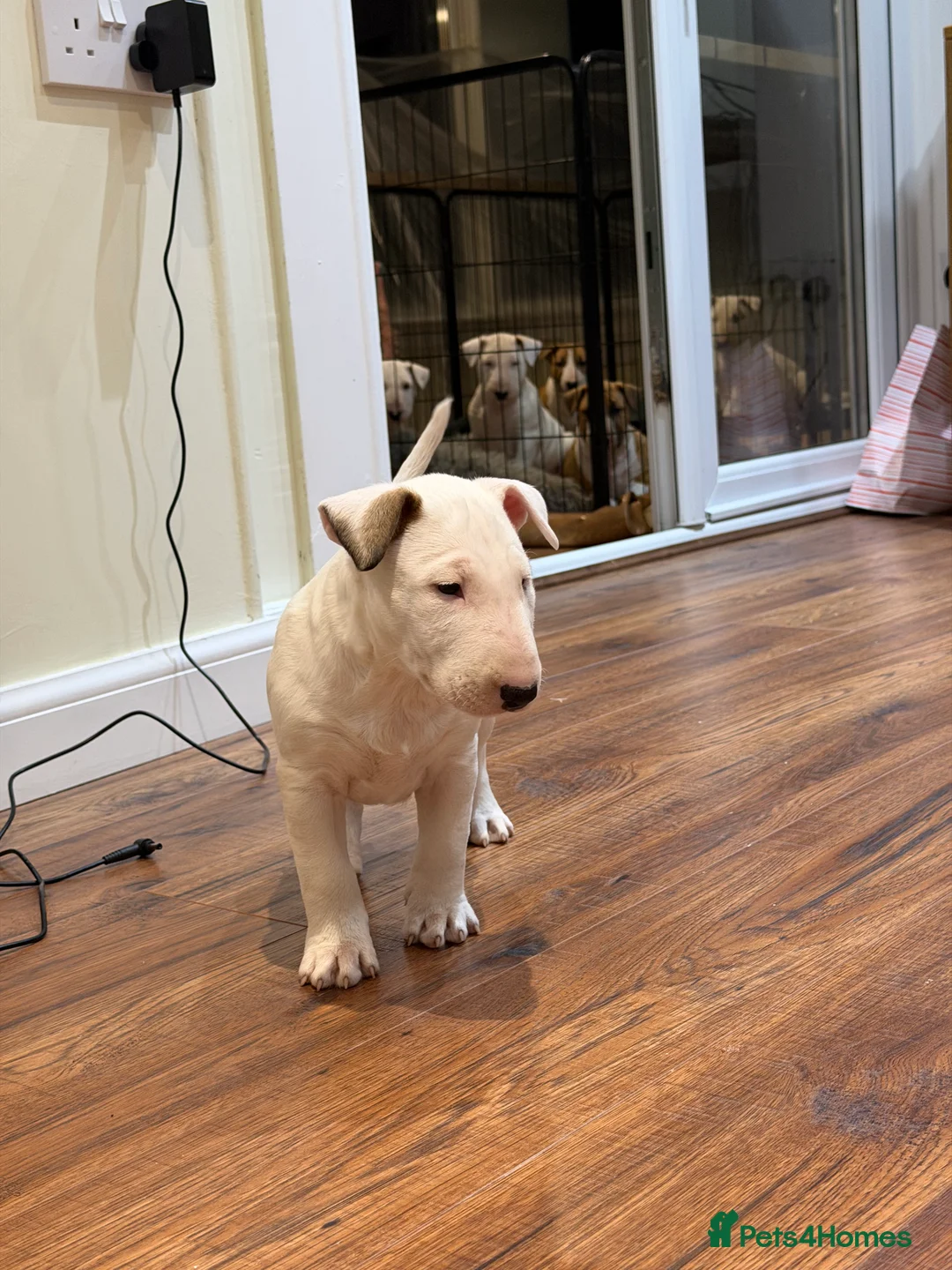 English Bull Terrier dogs for sale: CH BLOODLINE TOP BULL TERRIER PUPPIES - Advert 6