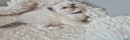 Ragdoll cats for sale: Ragdall Gccf Bicolour/Mitted ChampionBloodlines - Advert 29
